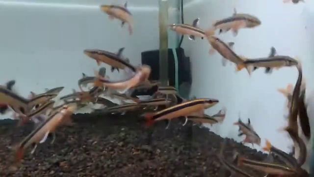 EPALZEORHYNCHOS KALOPTERUS _ FLYING FOX смотреть онлайн