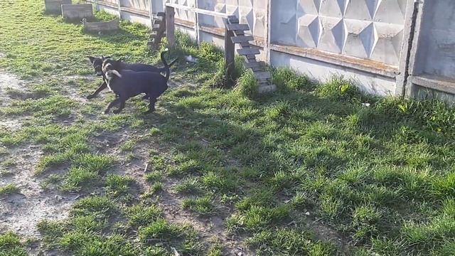 Генрих Багира и Шери, хитер бобер ловит дам на кость, движ париж на площадке смотреть онлайн