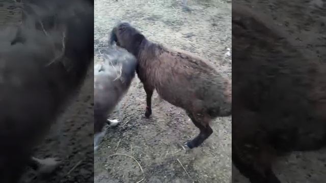 тентек кой смотреть онлайн