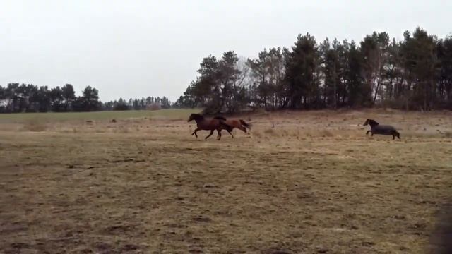 Marabou (lys) og Mambo (mørk) Hestevideo 2 смотреть онлайн
