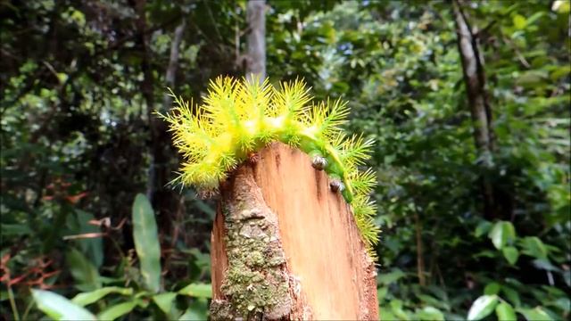 Caterpillar of a Saturnid Moth (Automeris sp.) in the Iwokrama Forest смотреть онлайн