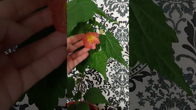 Абутилон "комнатный клён " смотреть онлайн