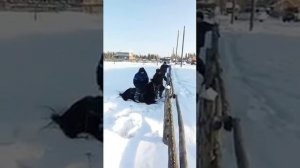 Якутский жеребец, не так уж и прост👌😆