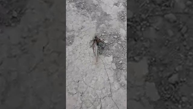 Insect burrying locust. Remarkable video. смотреть онлайн