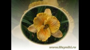 Лилейники. Лилейник САПФИР