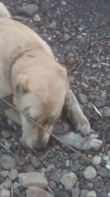 собака ест рыбу смотреть онлайн