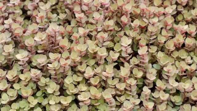 DINHEIRO-EM-PENCA OU TOSTÃO: COMO CUIDAR смотреть онлайн