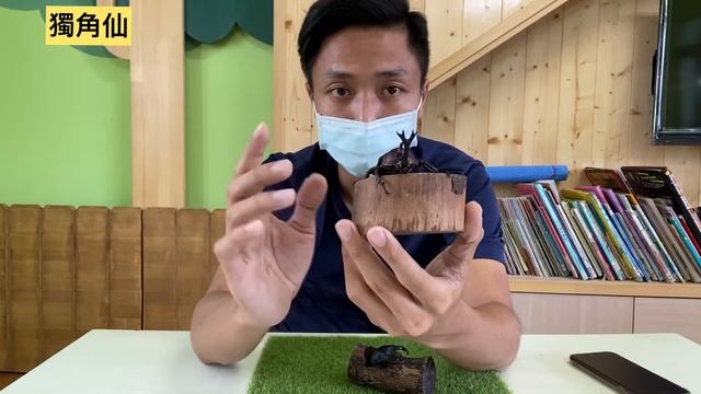 自然玩什麼-台灣鐵甲武士 – 獨角仙Allomyrina dichotoma смотреть онлайн