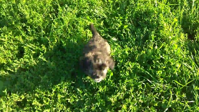 Пукля в траве смотреть онлайн