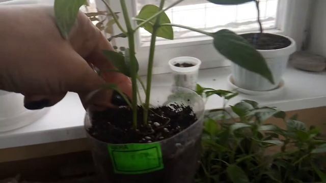 Купили перец в магазине .100% всхожесть 3 часть. смотреть онлайн