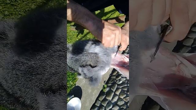 Як забити кроля смотреть онлайн