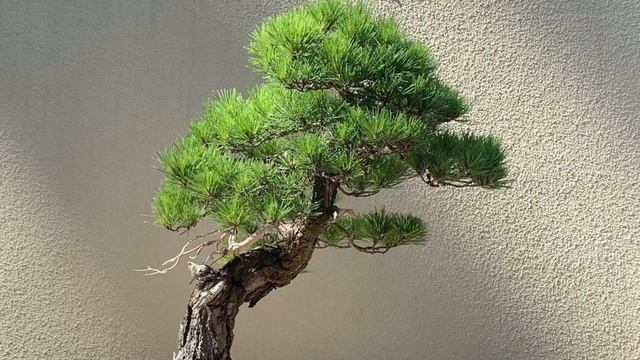 United States Of America Bonsai Exhibition Part 12