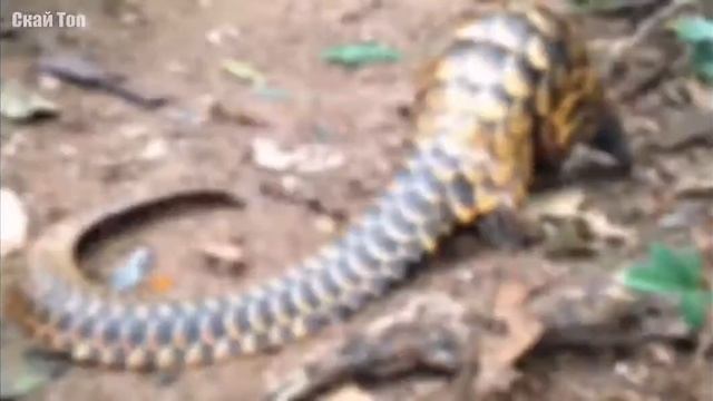 Паногольерыч смотреть онлайн