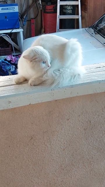 #приколы кот и щенок.Кане Корсо и турецкий кот🐱 смотреть онлайн
