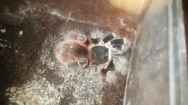 Tarantula Feeding Video 080 - Acanthoscurria chacoana смотреть онлайн