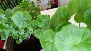 Если у вас мельчают листья на Герани , обновите её!!!