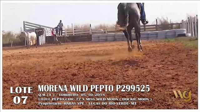 LOTE 07 MORENA WILD PEPTO смотреть онлайн