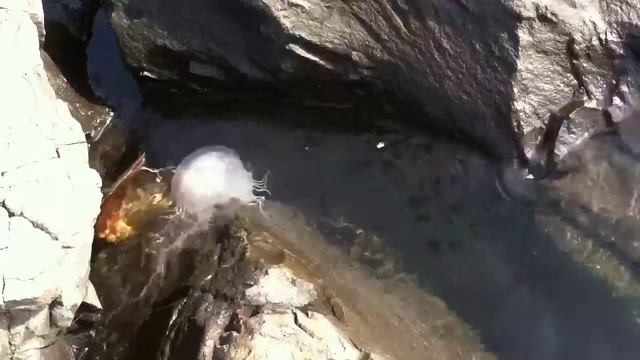Sea nettle jellyfish timelapse смотреть онлайн