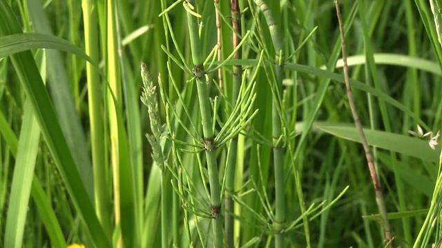 Dotterbloem grasland | Ecopedia смотреть онлайн
