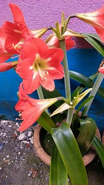 Polianthes Tuberosa Flower/Amaryllis Red Lily Flower Bulbs#beauty#rooftop graden#nature#shortsvideo смотреть онлайн