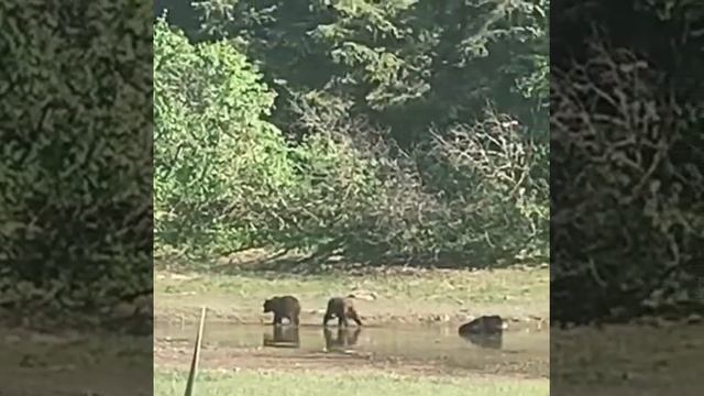 Young Bears Playing in Front of Their Mom in Alaska смотреть онлайн