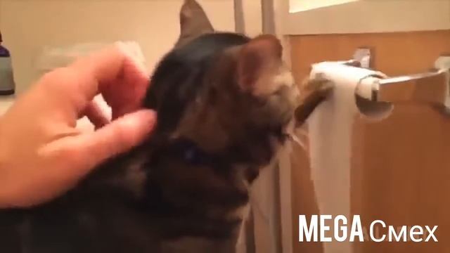 Смешная подборка с котами. смотреть онлайн