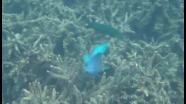 Phuket - Underwater World