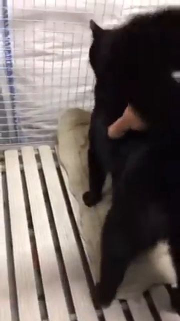 Litz in degenza post sterilizzazione смотреть онлайн