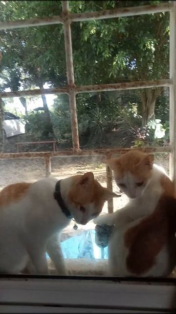#shorts #friendship #cats #pets Bambol|Keba