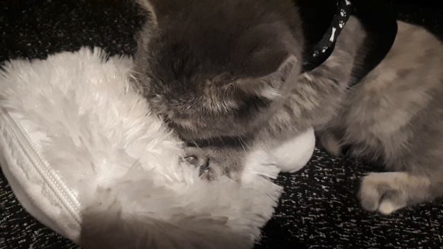 Игрушка вместо мамы #cat #кошки смотреть онлайн