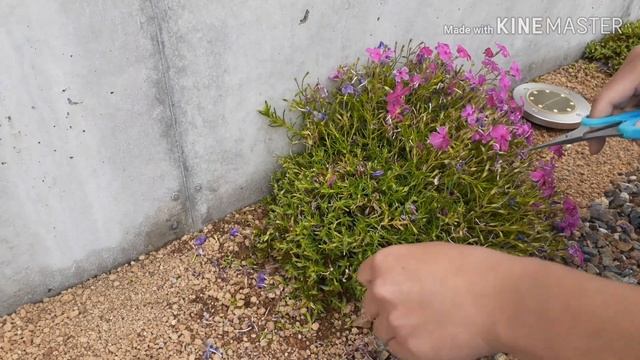 『芝桜の刈り込み』Pruning Phlox subulata смотреть онлайн