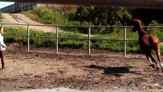 Arabian PECHY смотреть онлайн