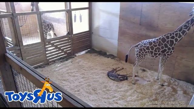 April the giraffe gives birth! смотреть онлайн