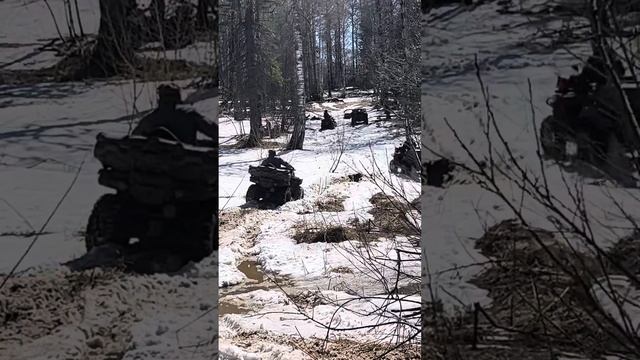 Одас Брп гепард маврик