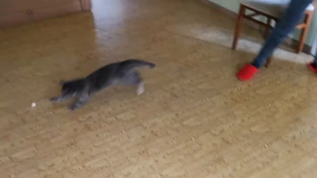 Кошка хулиганка.Cat. смотреть онлайн