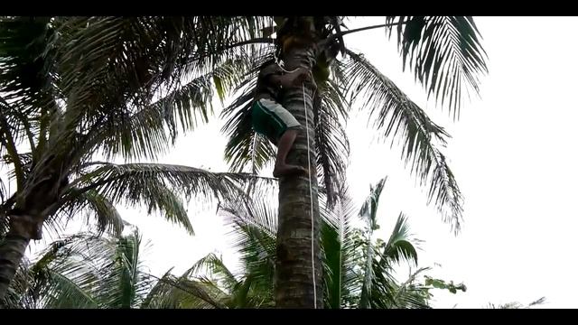 Coconut Sap Collection for Coco Sugar Production смотреть онлайн