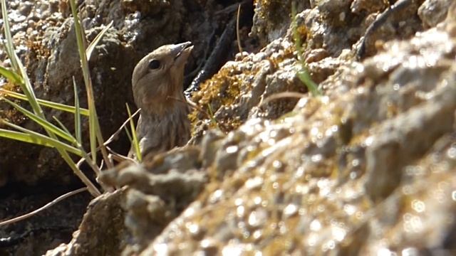 Ptice Hrvatske - Velika strnadica (Emberiza calandra) (Birds of Croatia - Corn Bunting) (6/6) смотреть онлайн