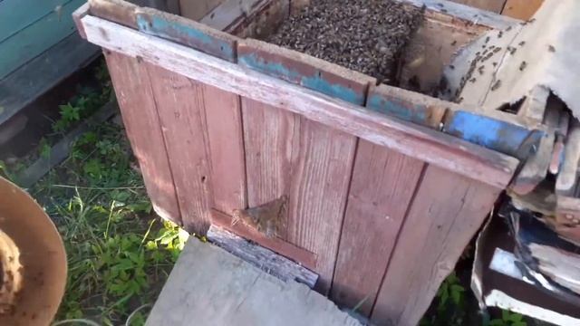 И опять рой!!!