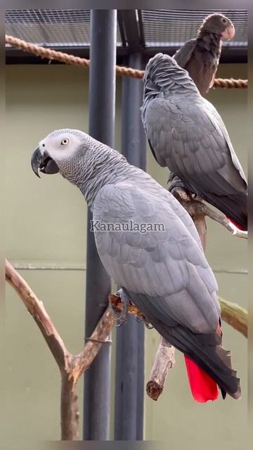 Parrot Paradise - Talking Parrots - Super Cute Parrot Sounds #Parrots #ParrotParadise #Shorts смотреть онлайн