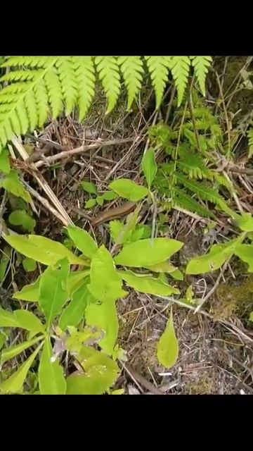 Skink - Part 5 #shorts #wildanimal
