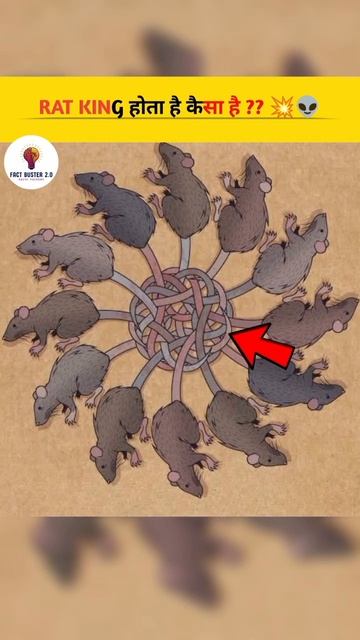 How does a Rat King happen | Voice Credit :- @FactsMine | #shorts #facts смотреть онлайн