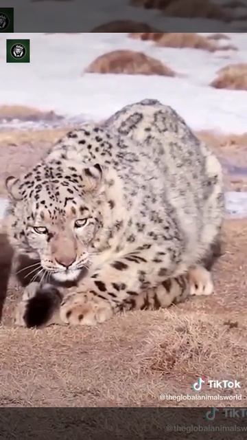Snow leopard welcome home🏠 🥺 смотреть онлайн