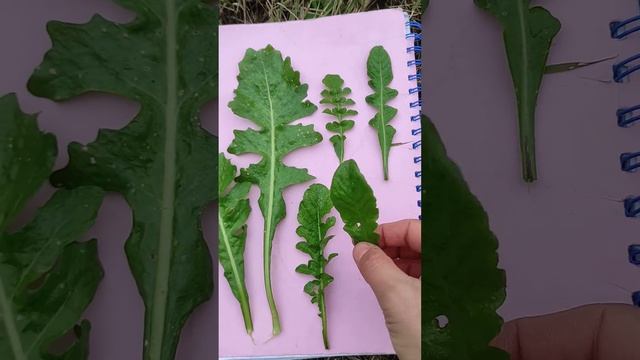 DIFFERENZA TRA CALEPINA E BORSA DEL PASTORE - RICONOSCIMENTO ERBE SPONTANEE - FORAGING CAPRAECAVOL смотреть онлайн