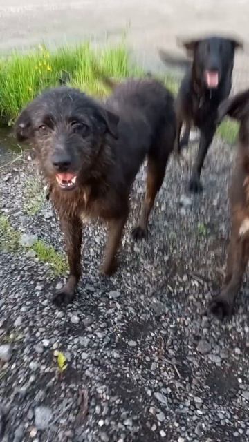 Бугай Алабай. Живут под машиной. смотреть онлайн