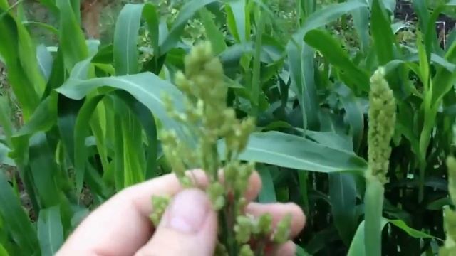 Sorghum in Second Growth 45 Days After Being Cut смотреть онлайн