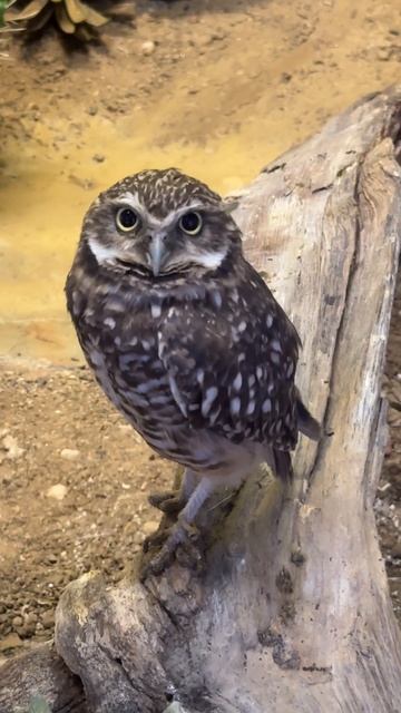 A Cute Little Owl смотреть онлайн