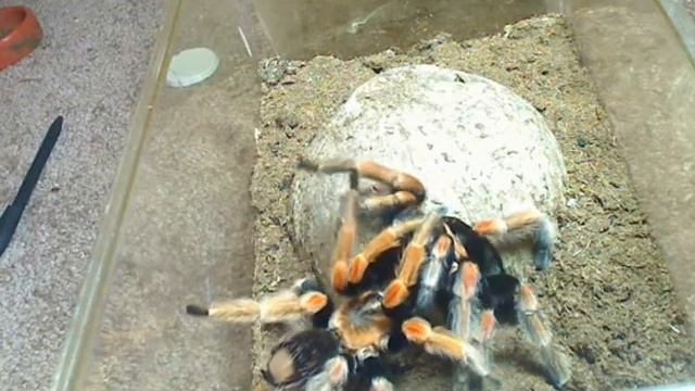 Brachypelma baumgarteni mating смотреть онлайн