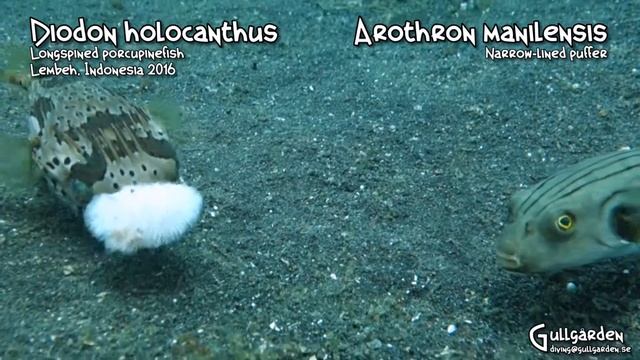 Diodon holocanthus, Longspined porcupinefish and Arothron manilensis, Narrow lined puffer смотреть онлайн