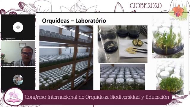 Reintroducción de Cattleya lodigessi en la región de Piracicaba-Sao Paulo, Brasil |E. Cava|CIOBE202 смотреть онлайн