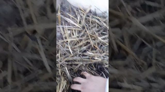 Калифорния кизил ёмгир чувалчанги бизнеси.Термиз шахар. 1кв-2 500 000 сум. смотреть онлайн